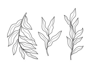 Hand drawn abstract twigs with leaves, invitation, docoration, floral