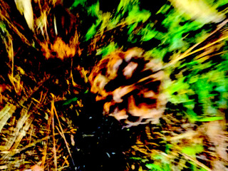 Pinecone illustration fallen in green grass. A fallen pinecone in green grass. Nature's quiet beauty: a pinecone resting on green leaves.