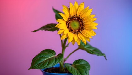 Obraz premium the image showcases a vibrant yellow sunflower with dark green leaves, blooming from a blue pot