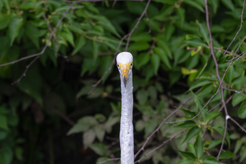 Great egret in portrait with its long neck, staring in the camera.
