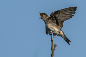 Purple martin flaps its wings as it perches on a branch.