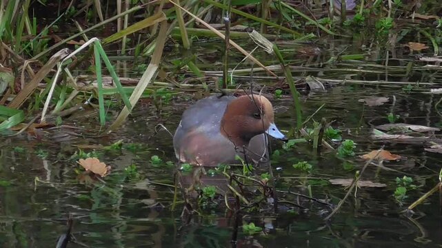 Male Eurasian Wigeon (Mareca penelope) Feeding in Shallow Water at the Edge of a Lake