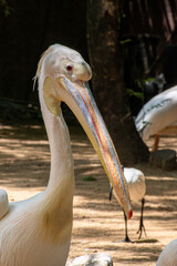 big pelican walk around