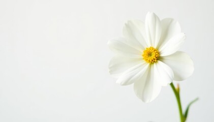 Obraz premium Single white-beige gypsophila flower, crisp white background Macro shot , isolated, nature, delicate