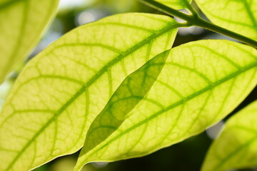 green leaf fence in the garden, natural background in springtime