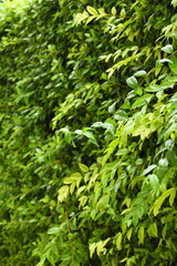 green leaf fence in the garden, natural background in springtime