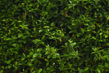 green leaf fence in the garden, natural background in springtime