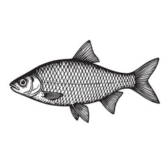 Obraz premium A roach fish rendered in black and white vector art, defined by strong black outlines, capturing its subtle scales and streamlined shape.
