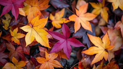 Autumn leaves on a dark background. The fall season concept of nature and colors.