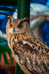 Obraz premium Big Owl looking around