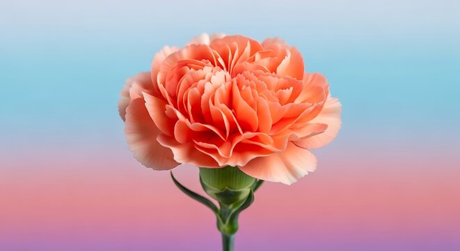 Close up of a delicate peach carnation flower with ruffled petals against a soft gradient background