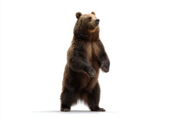 Realistic Brown Bear Standing Upright on White Background