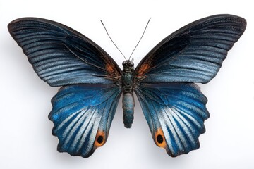 Stunning Blue Butterfly Specimen on White Background Close-Up