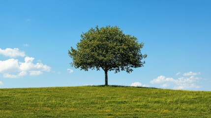 A lone tree stands on a grassy hill against a clear blue sky with a few scattered clouds.