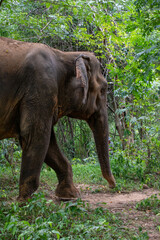 Asian elephan walk at forrest