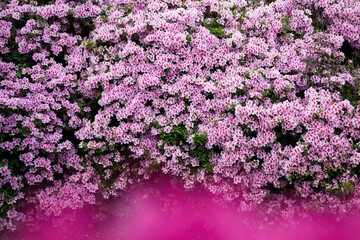 満開の薄いピンクのツツジ