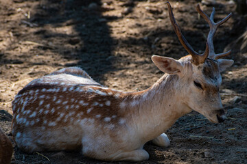 Spotted Deer at Greece 