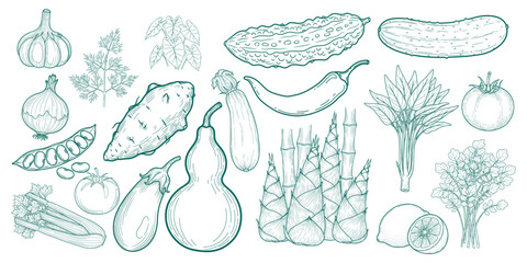 Green Line Drawing of Assorted Vegetables and Herbs