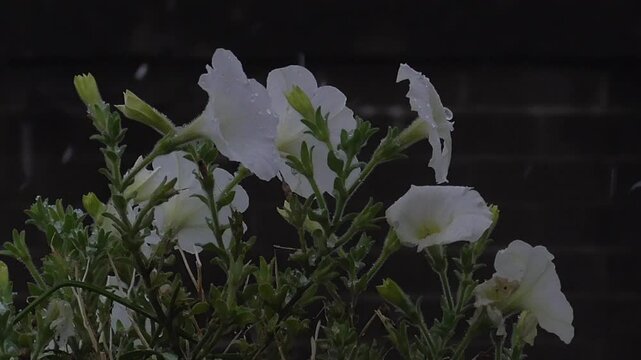 White Petunia Flowers with Snow or Sleet Falling Around Them