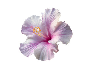 Delicate pink hibiscus flower isolated on black background, Isolated On Transparent Background, Png