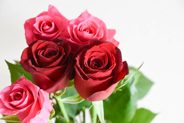 ピンクと赤のばら