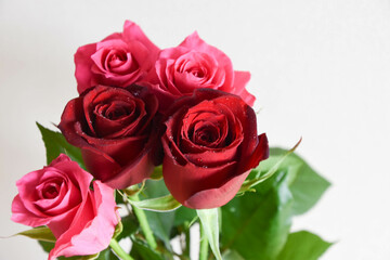 赤とピンクのばら