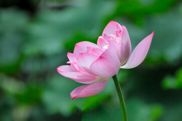 pink lotus flower