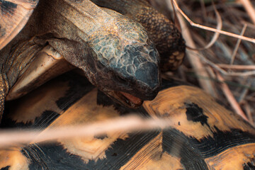 Greece Turtle at farmland
