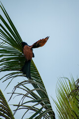 Greater Coucal is trying to stand on tree