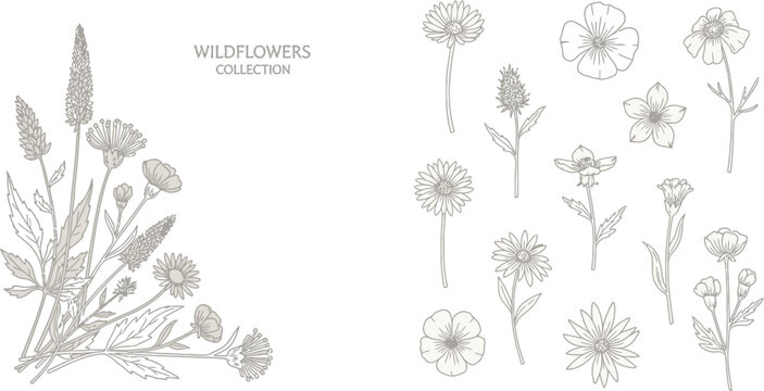 Elegant line art featuring a wildflowers collection with detailed botanical drawing.