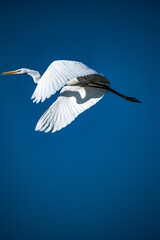 Great egret on fly, close capture