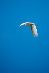 Great egret on fly