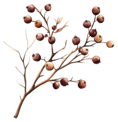 PNG Berry Branche illustration watercolor berries.