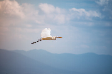 Great egret fly , Golden hour