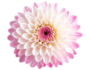 Fototapeta premium Pink and White Chrysanthemum Flower in Full Bloom, Isolated on Transparent Background PNG