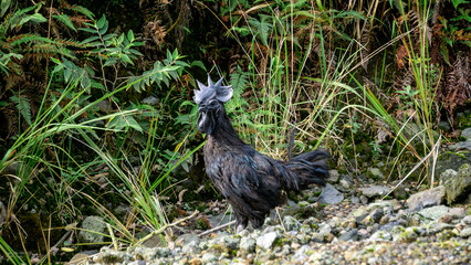 Black cock of the poultry breed Ayam Cemani. In Indonesia, this type of chicken is usually used for...