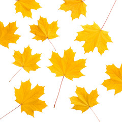 Vibrant illustration of colorful autumn maple leaves isolated on white background