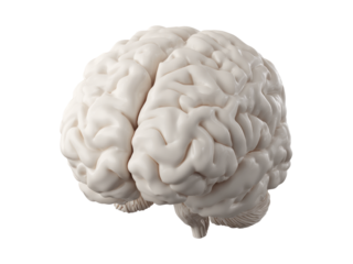 Human brain anatomy superior view medical illustration, Isolated On Transparent Background, Png