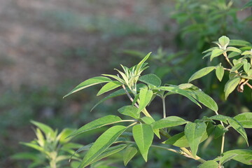 Vitex negundo plant. Its other name Chinese chaste tree, five-leaved chaste tree, horseshoe vitex, nisinda and Nirgundi. It is a large aromatic shrub. It is an Ayurvedic medicine.