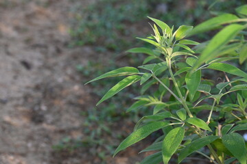 Vitex negundo plant. Its other name Chinese chaste tree,&nbsp;five-leaved chaste tree,&nbsp;horseshoe vitex, nisinda and Nirgundi. It is a large&nbsp;aromatic&nbsp;shrub. It is an Ayurvedic medicine.