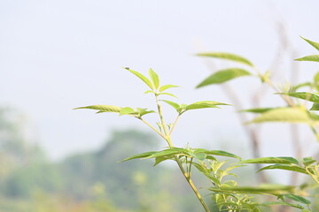 Vitex negundo plant. Its other name Chinese chaste tree, five-leaved chaste tree, horseshoe vitex, nisinda and Nirgundi. It is a large aromatic shrub. It is an Ayurvedic medicine.