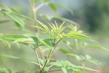 Vitex negundo plant. Its other name Chinese chaste tree, five-leaved chaste tree, horseshoe...