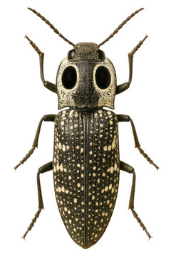 Macro photo of an eyed click beetle with false eyespots on a transparent background