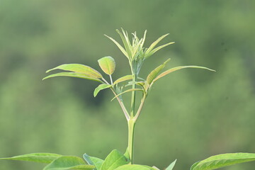 Vitex negundo plant. Its other name Chinese chaste tree, five-leaved chaste tree, horseshoe vitex, nisinda and Nirgundi. It is a large aromatic shrub. It is an Ayurvedic medicine.