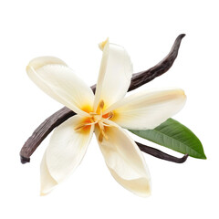 Fresh vanilla flower isolate on transparency background