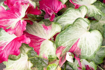 Top view of Caladium bicolor is queen of the leafy plants growing in pot for background Thai name is Chai Chon.