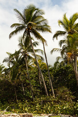 Obraz premium palm trees on the background of blue sky