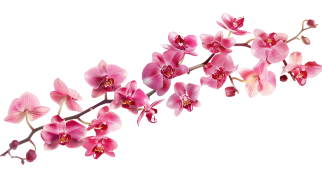 elegant pink orchid twig branch flower isolate on transparency background