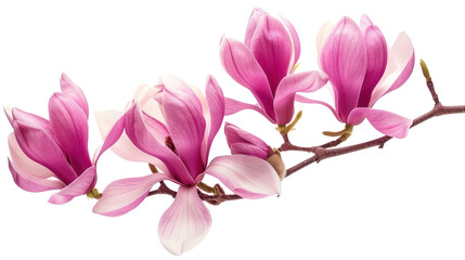 Beautiful pink magnolia flowers and branch isolate on transparency background