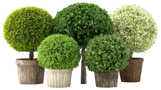 Rounded green shrubs potted, trimmed